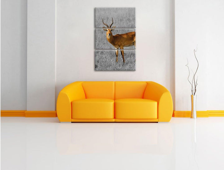 Pixxprint Dorkasgazelle im trockenen Gras als Leinwandbild/Grösse: 3 Teilig (120x80) cm/Wandbild/Kun