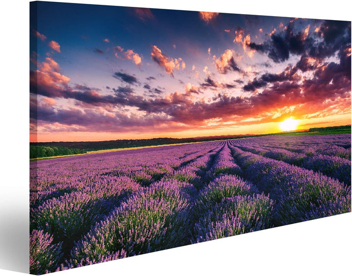 islandburner Bild auf Leinwand Lavendel Blumenfelder In Endlosen Reihen Blühen Sonnenuntergang Bilde