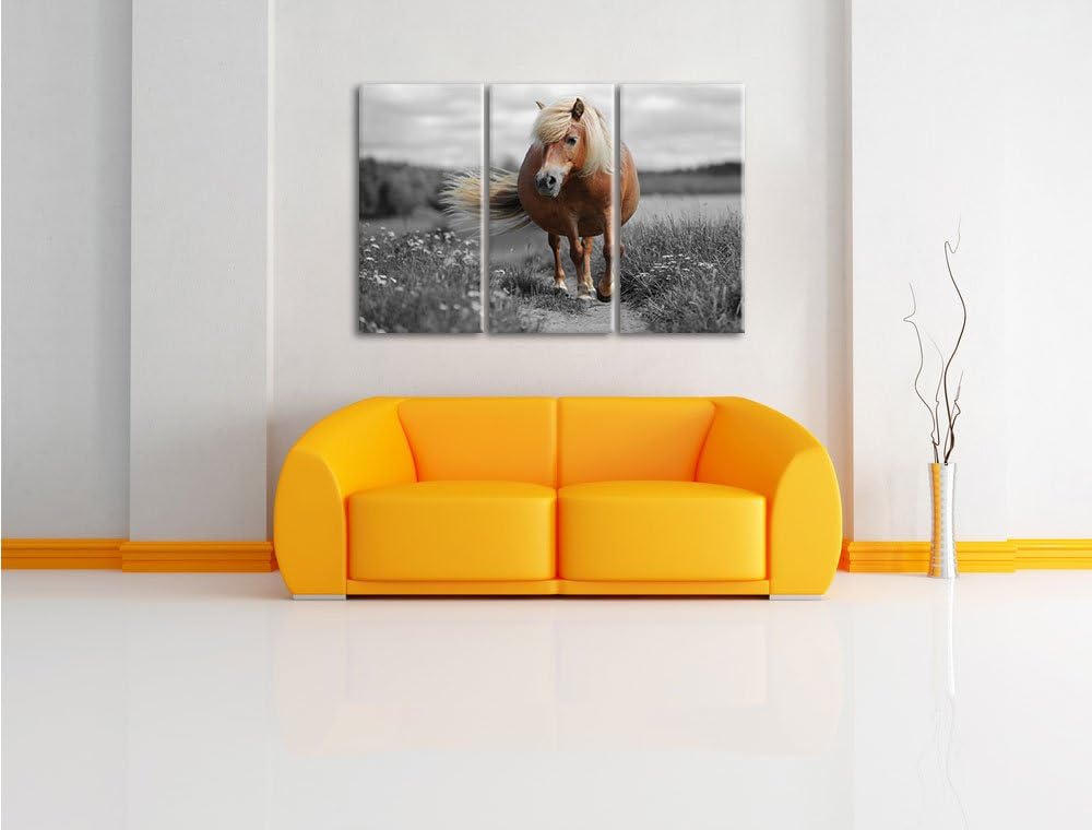 Pixxprint Shetlandpony auf der Wiese als Leinwandbild/Grösse: 3 Teilig (120x80) cm/Wandbild/Kunstdru