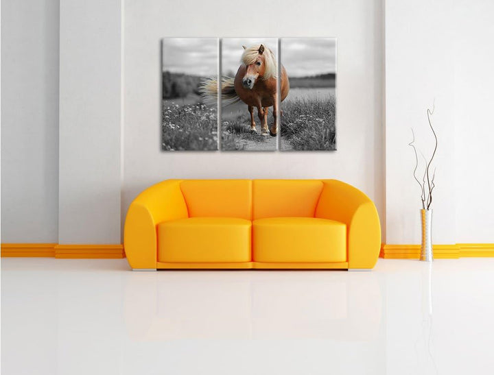 Pixxprint Shetlandpony auf der Wiese als Leinwandbild/Grösse: 3 Teilig (120x80) cm/Wandbild/Kunstdru