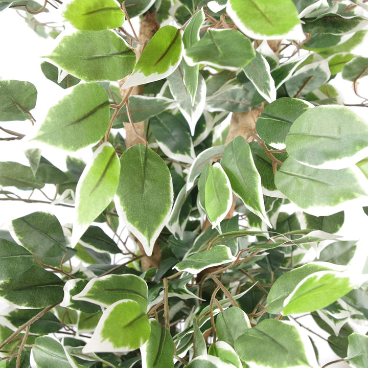 Blatt, 130 cm, grüner Fikusbaum, weisser Rand, buschig 130 cm Weisse Kante., 130 cm Weisse Kante.