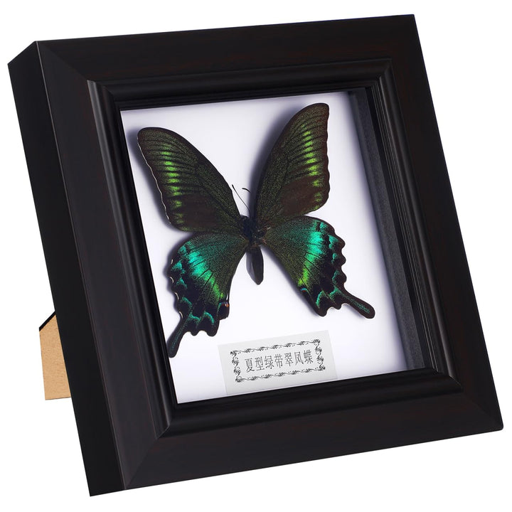 Homoyoyo Rahmen Für Schmetterlingsexemplare Exquisiter Blauer Morpho-Schmetterling Gerahmt Und Monti