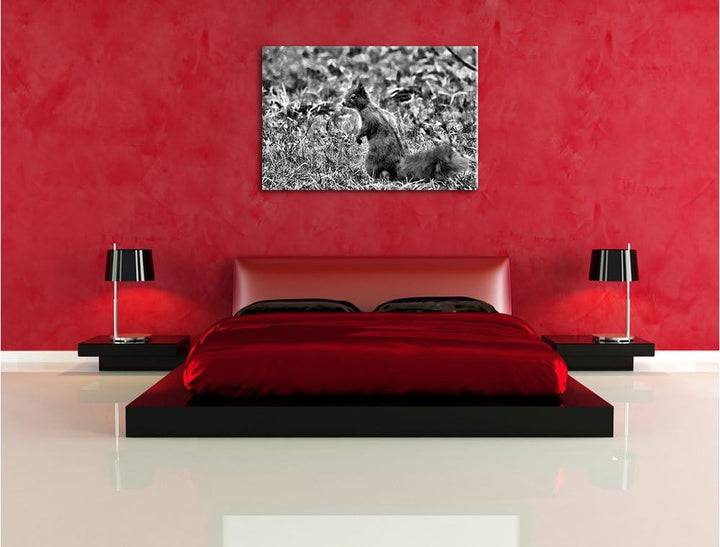 Pixxprint Eichhörnchen auf Boden als Leinwandbild/Grösse: 100x70 / Wandbild/Kunstdruck/fertig bespan