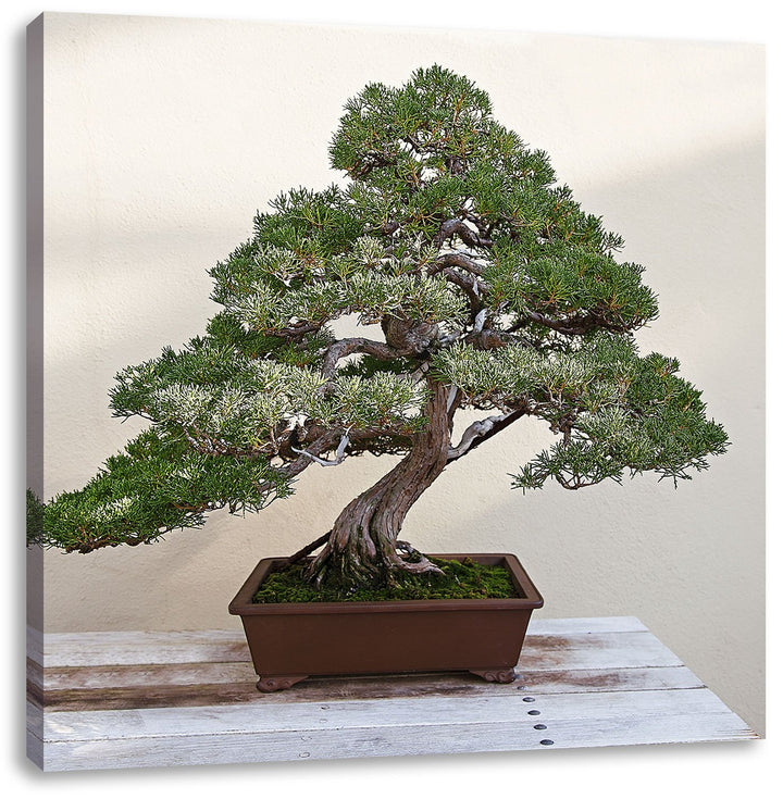 Pixxprint Bonsai Baum, Format: 70x70 auf Leinwand, XXL riesige Bilder fertig gerahmt mit Keilrahmen,