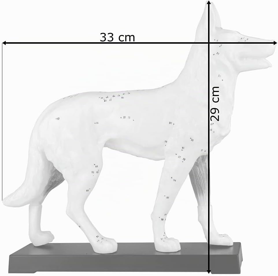 Akupunktur Anatomie TCM Hundekörper Modell Figur Akupunkturmodell Lehrmittel Hund Tier Muskelmodell