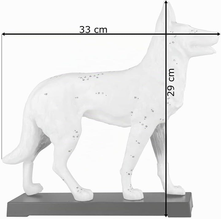 Akupunktur Anatomie TCM Hundekörper Modell Figur Akupunkturmodell Lehrmittel Hund Tier Muskelmodell