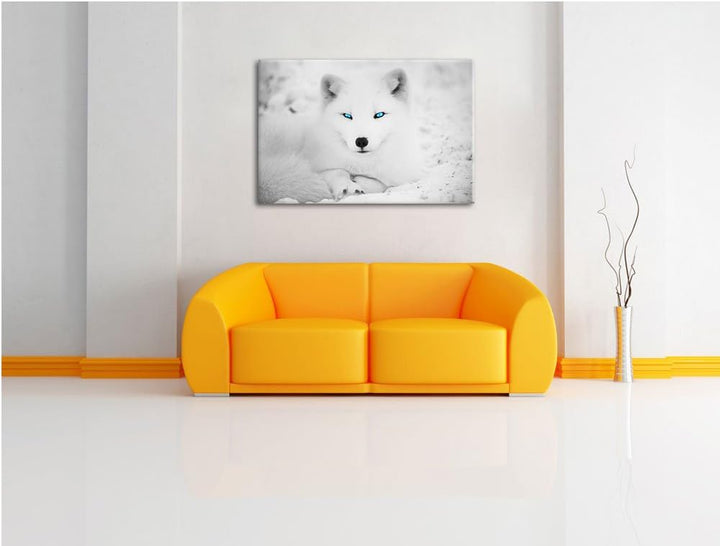 liegender Polarfuchs mit strahlenden Augen schwarz/weiss Format: 100x70 auf Leinwand, XXL riesige Bi
