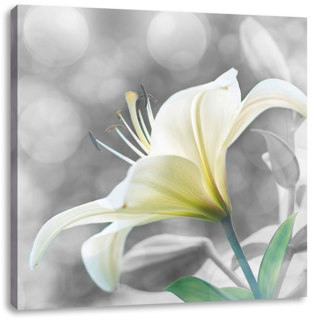 Pixxprint Bezaubernde Lilie schwarz/weiss, Format: 70x70 auf Leinwand, 70x70