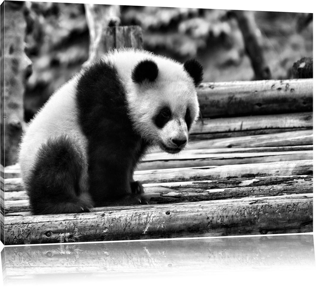 Pixxprint Panda auf Holzstämmen als Leinwandbild/Grösse: 100x70 cm/Wandbild/Kunstdruck/fertig bespan