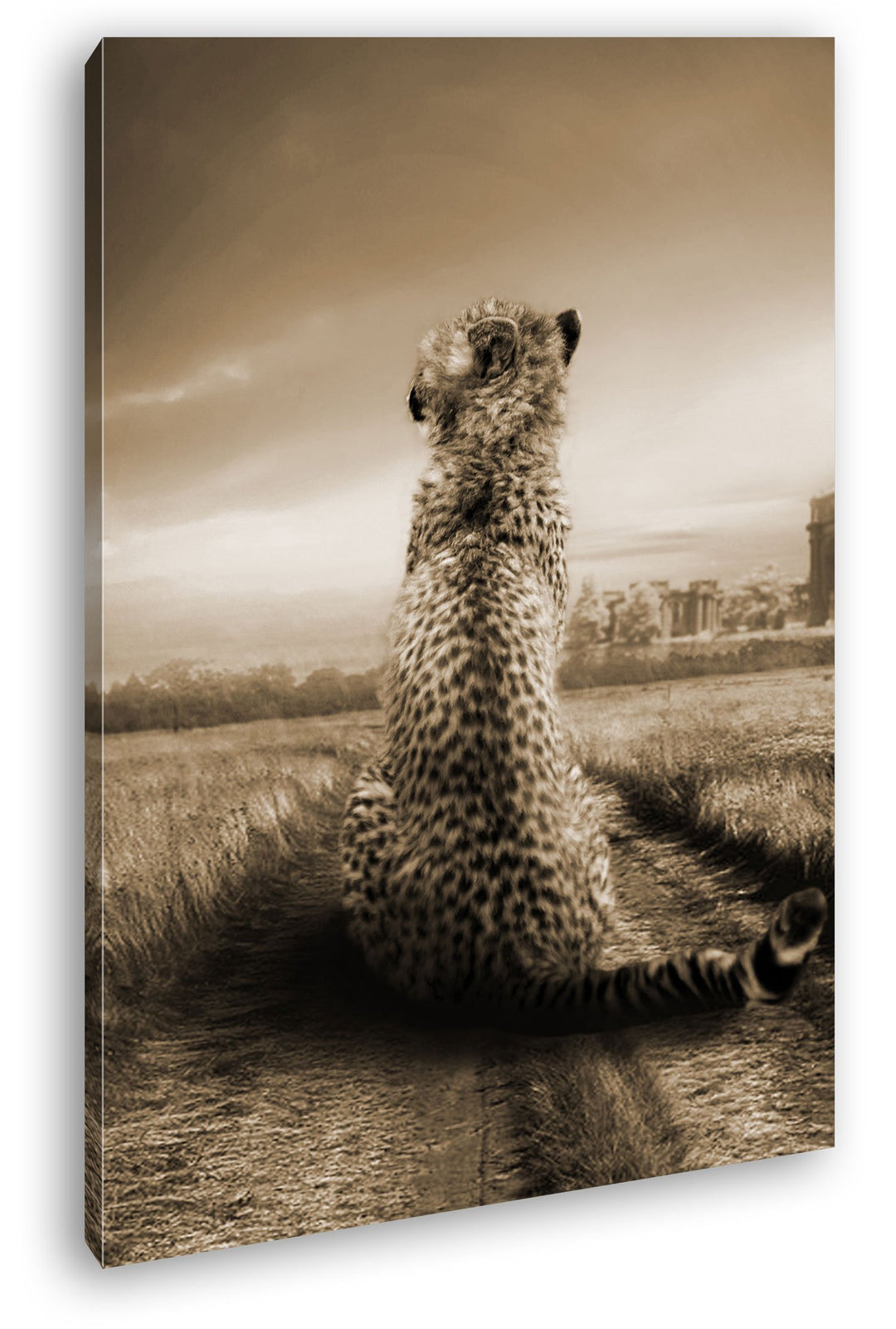 deyoli einsamer Gepard in schöner Landschaft Format: 100x70 Effekt: Sepia als Leinwandbild, Motiv fe