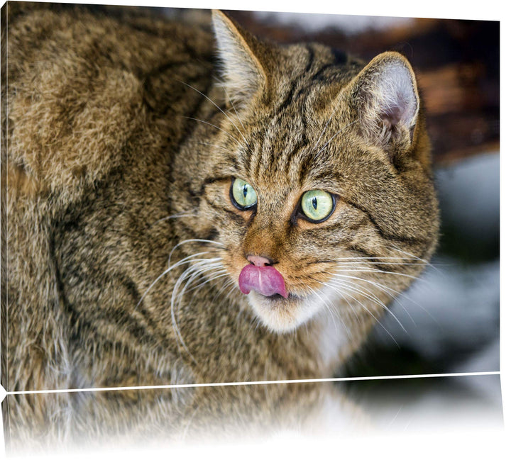 schöne Manul in Schneelandschaft auf Leinwand, XXL riesige Bilder fertig gerahmt mit Keilrahmen, Kun