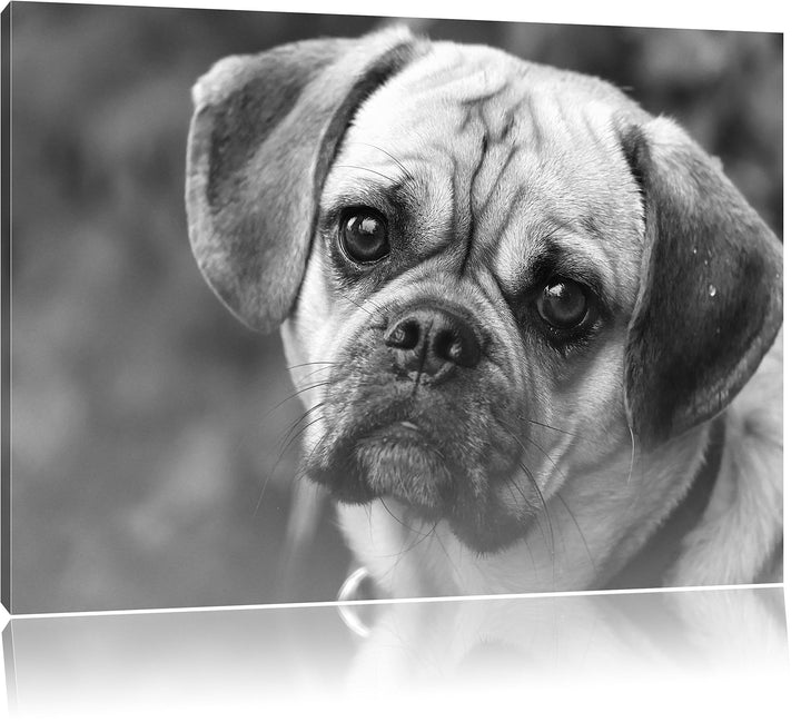 Pixxprint Mops Welpe als Leinwandbild/Grösse: 100x70 / Wandbild/Kunstdruck/fertig bespannt, 100x70