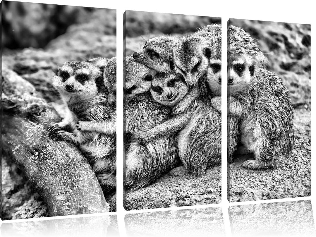 Pixxprint kuschelnde Erdmännchen als Leinwandbild/Grösse: 3 Teilig (120x80) / Wandbild/Kunstdruck/fe