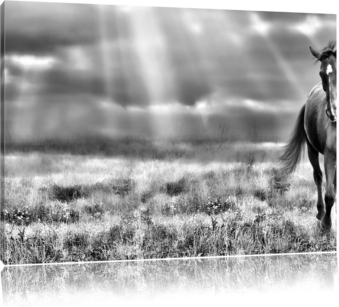 Pixxprint Hengst auf Wiese / 100x70cm Leinwandbild bespannt auf Holzrahmen/Wandbild Kunstdruck Dekor
