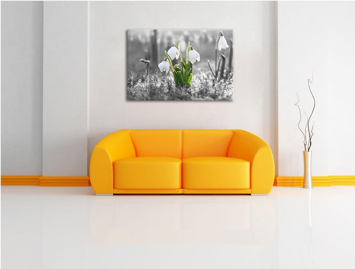 schöne Schneeglöckchen im Morgentau schwarz/weiss Format: 100x70 auf Leinwand, XXL riesige Bilder fe