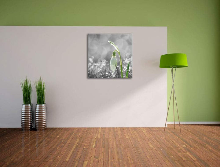 Pixxprint Schneeglöckchen im Morgentau als Leinwandbild Quadratisch/Grösse: 70x70 / Wandbild/Kunstdr