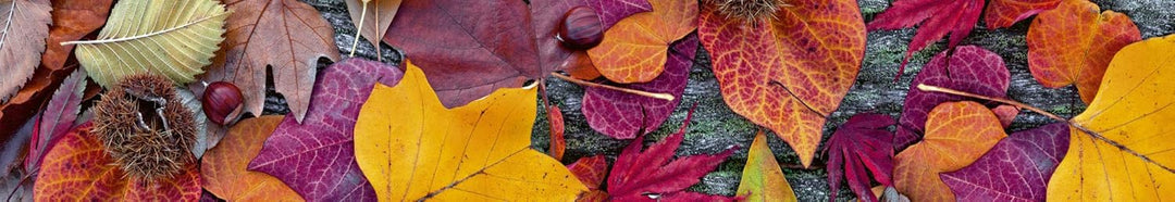 DIMEX Küchenrückwand Folie selbstklebend HERBSTBLÄTTER | Klebefolie - Dekofolie - Spritzschutz für K