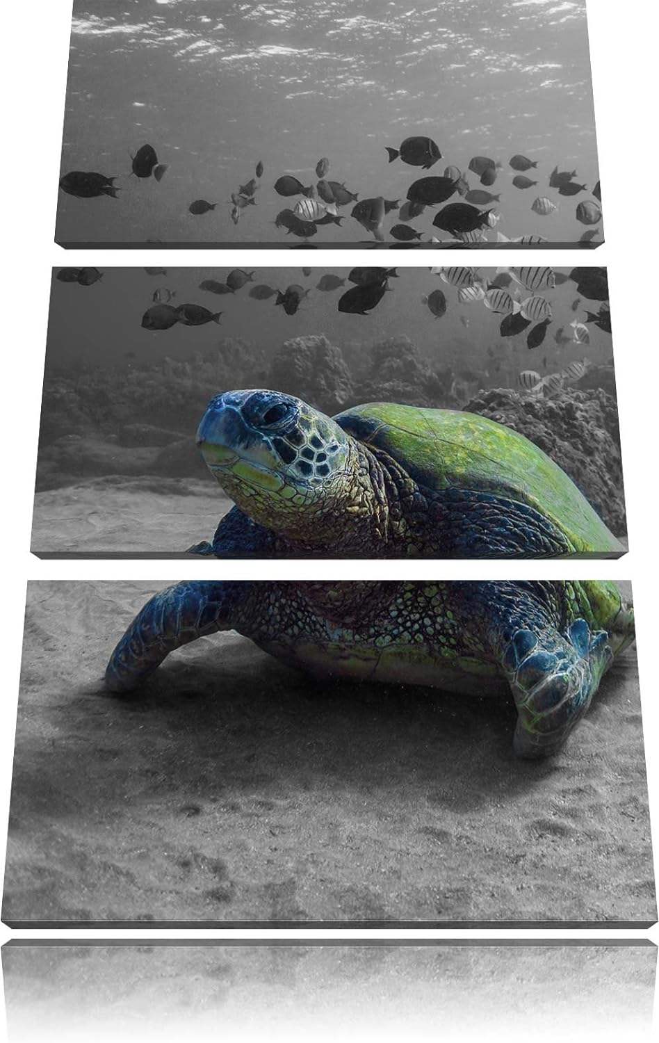 Pixxprint Schildkröte im Ozean schwarz/weiss als Leinwandbild/Grösse: 3 Teilig (120x80 cm) cm/Wandbi