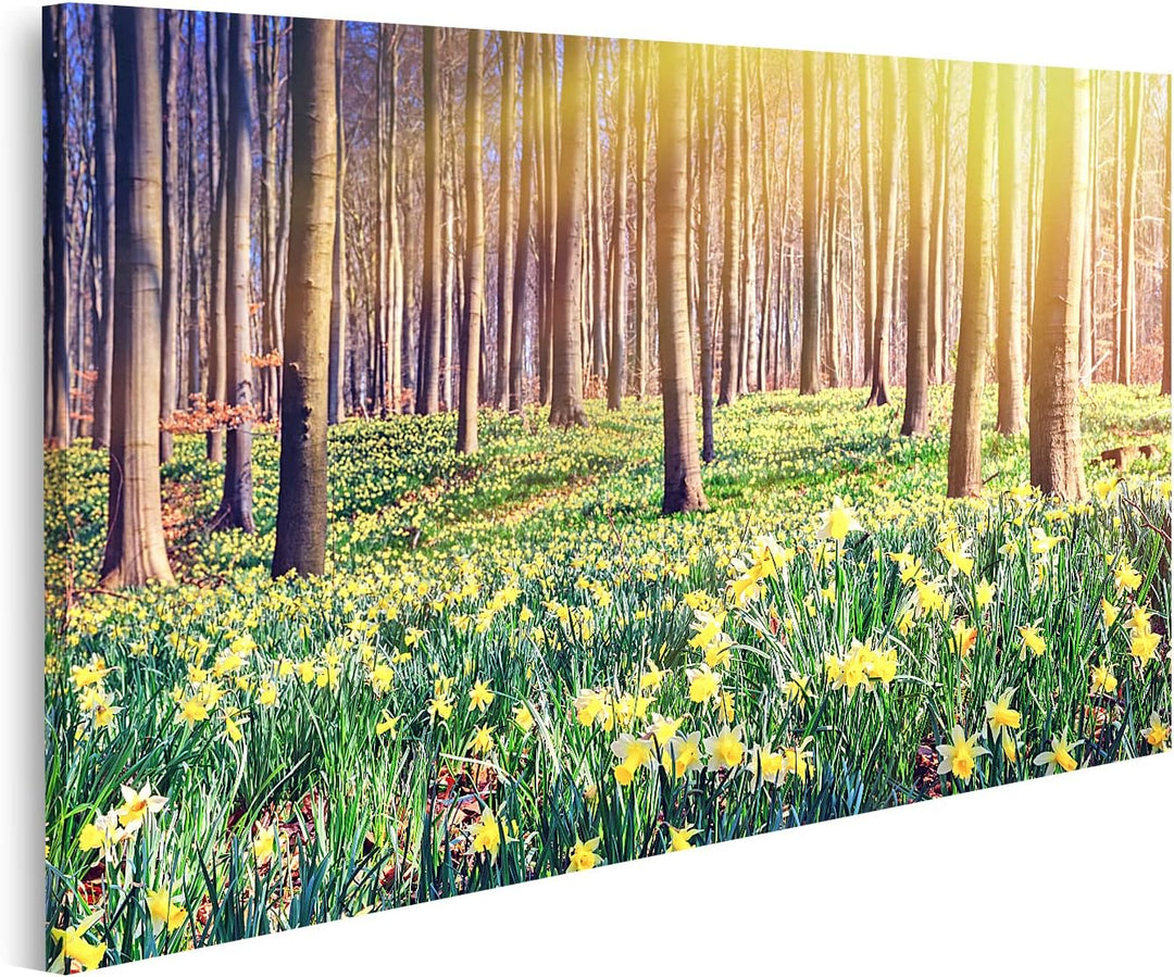 islandburner Bild auf Leinwand Frühling Wald Bedeckt Gelbe Narzissen Landschaft Bilder Wandbilder Po