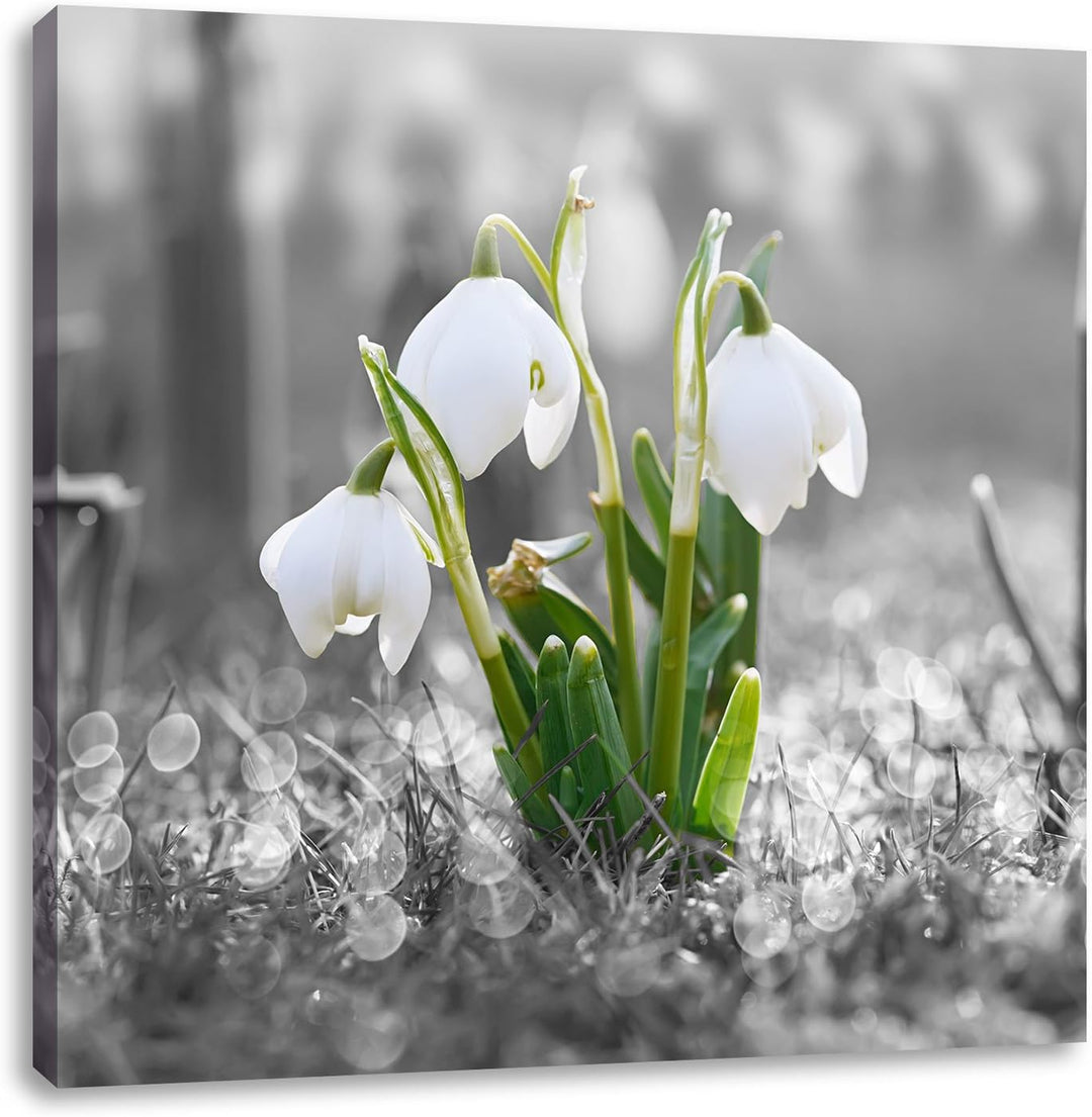 Pixxprint schöne Schneeglöckchen im Morgentau schwarz/weiss, Format: 70x70 auf Leinwand, 70x70