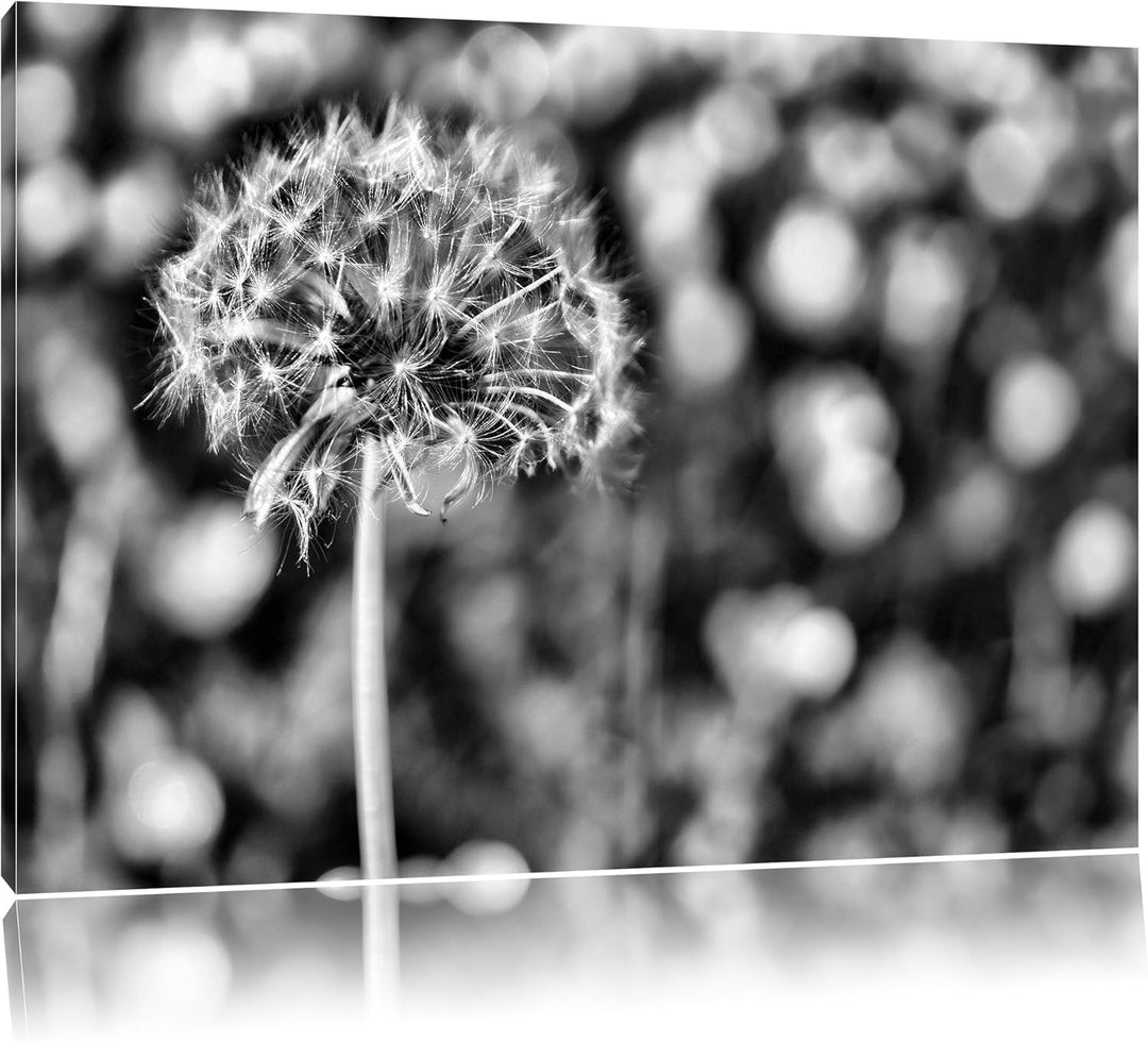 Pixxprint Pusteblume vor Wildwiese / 100x70cm Leinwandbild bespannt auf Holzrahmen/Wandbild Kunstdru