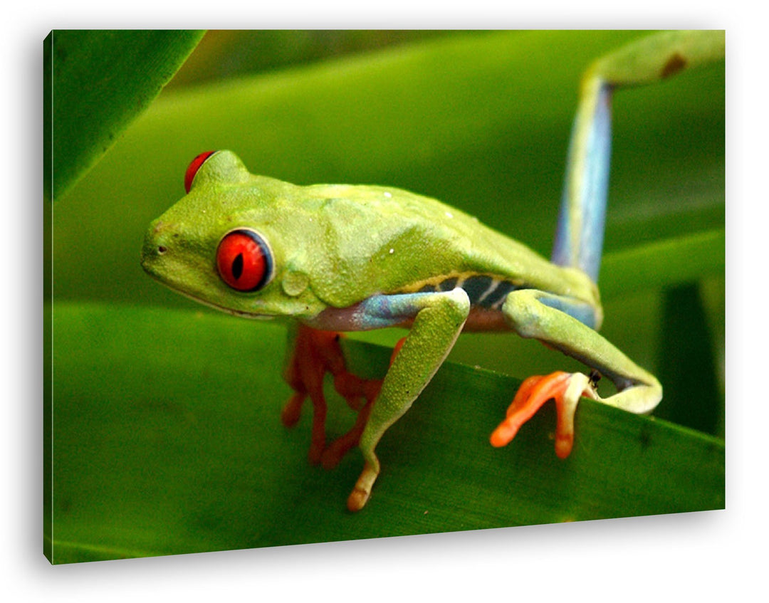 deyoli Exotischer Grüner Frosch mit roten Augen Format: 100x70 als Leinwandbild, Motiv fertig gerahm