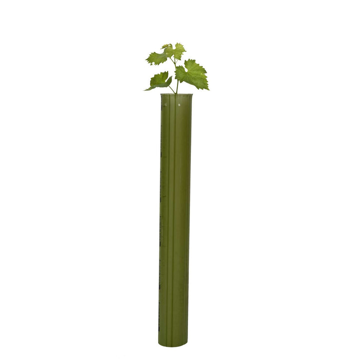 Tubex Vine Original, Rebschutzröhre 60cm, Ø 90-110mm, grün, Rebschutz-/Wuchshülle für den Weinbau (6