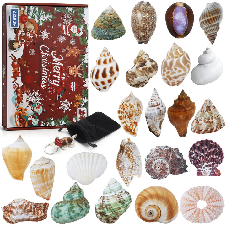 Aitsite Adventskalender 2025 Muscheln, 24 Tage natürliche MuschelnbAdventskalender, Muschel Sammlung