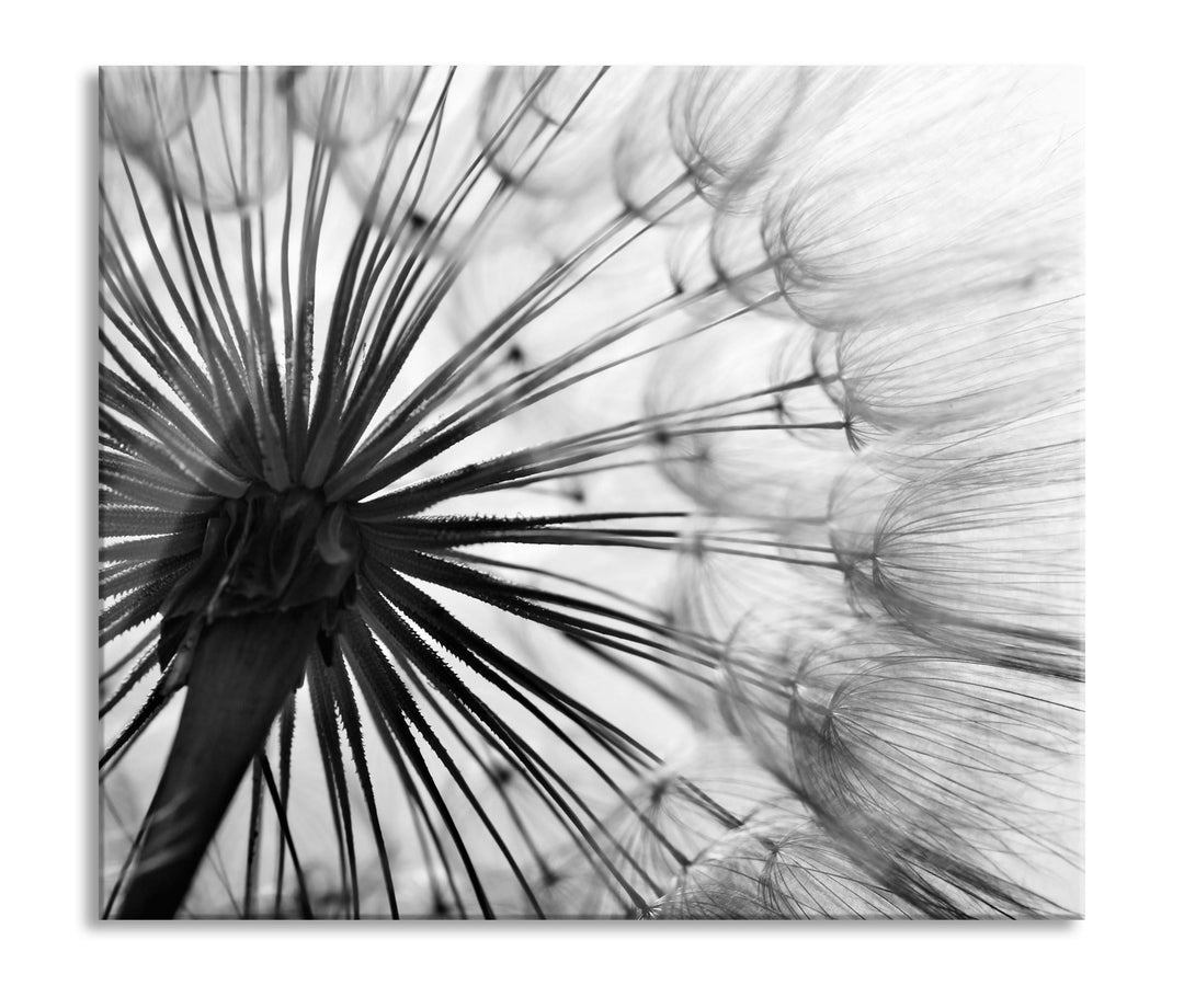 Schöne Pusteblume Herdabdeckplatte & Spritzschutz aus Echtglas | Für Herd-Kochfelder | 60x52 cm