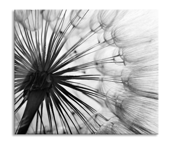 Schöne Pusteblume Herdabdeckplatte & Spritzschutz aus Echtglas | Für Herd-Kochfelder | 60x52 cm