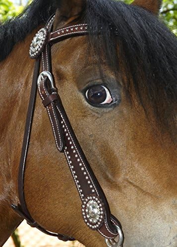 Thor Equine Kopfstück Allan Westerntrense mit Concha und Dots, V-Shaped, Dunkelbraun Dunkelbraun Ful
