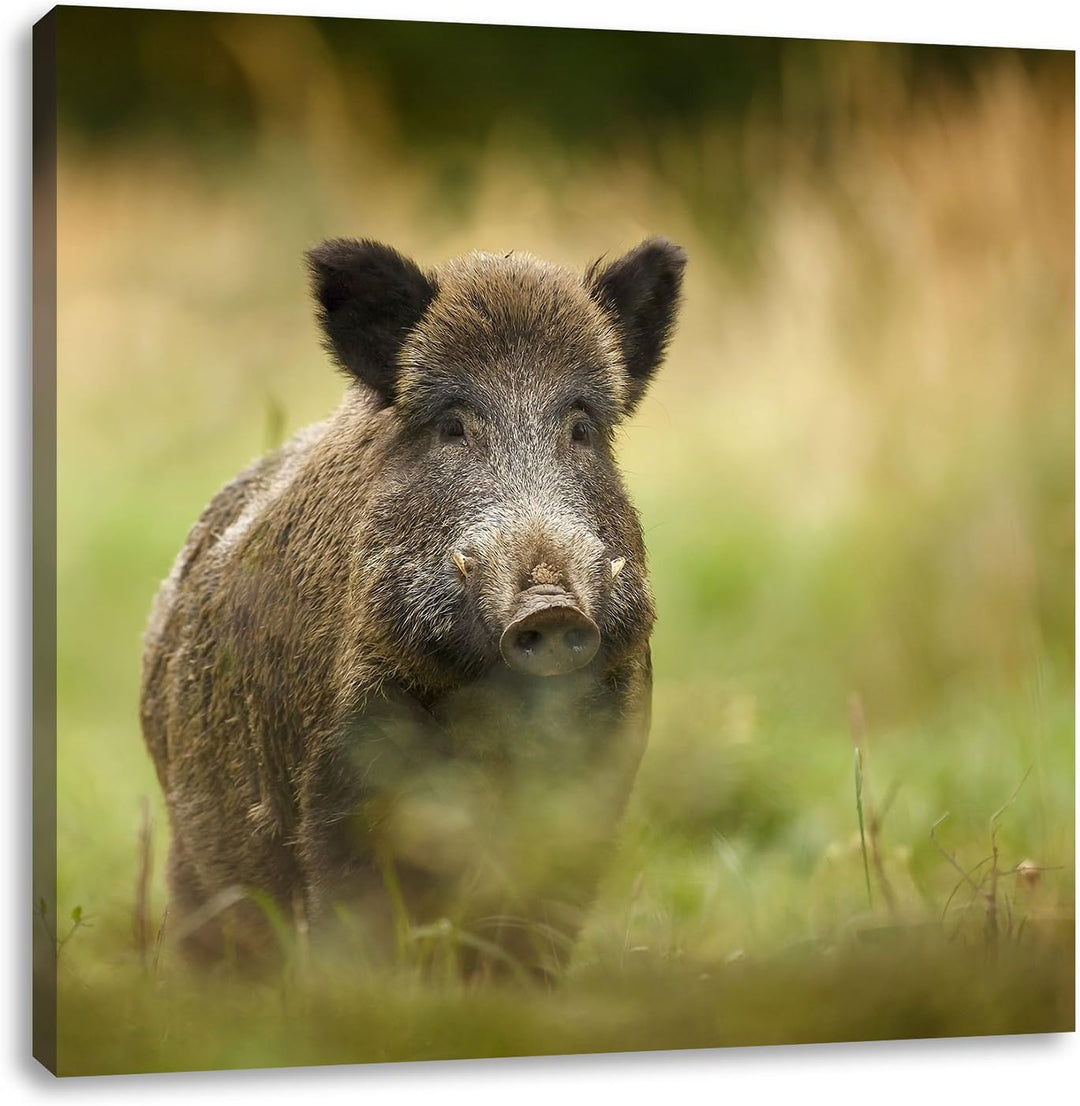 Pixxprint Stolzes Wildschwein im Wald als Leinwandbild/Grösse: 70x70 cm/Wandbild/Kunstdruck/fertig b