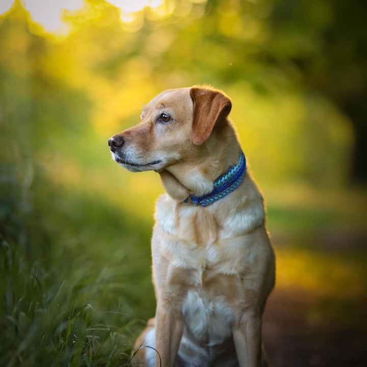 Hunde Halsband aus Paracord geflochten - Nachhaltig & Handgefertigt - Dog Collar - Breites Hundehals