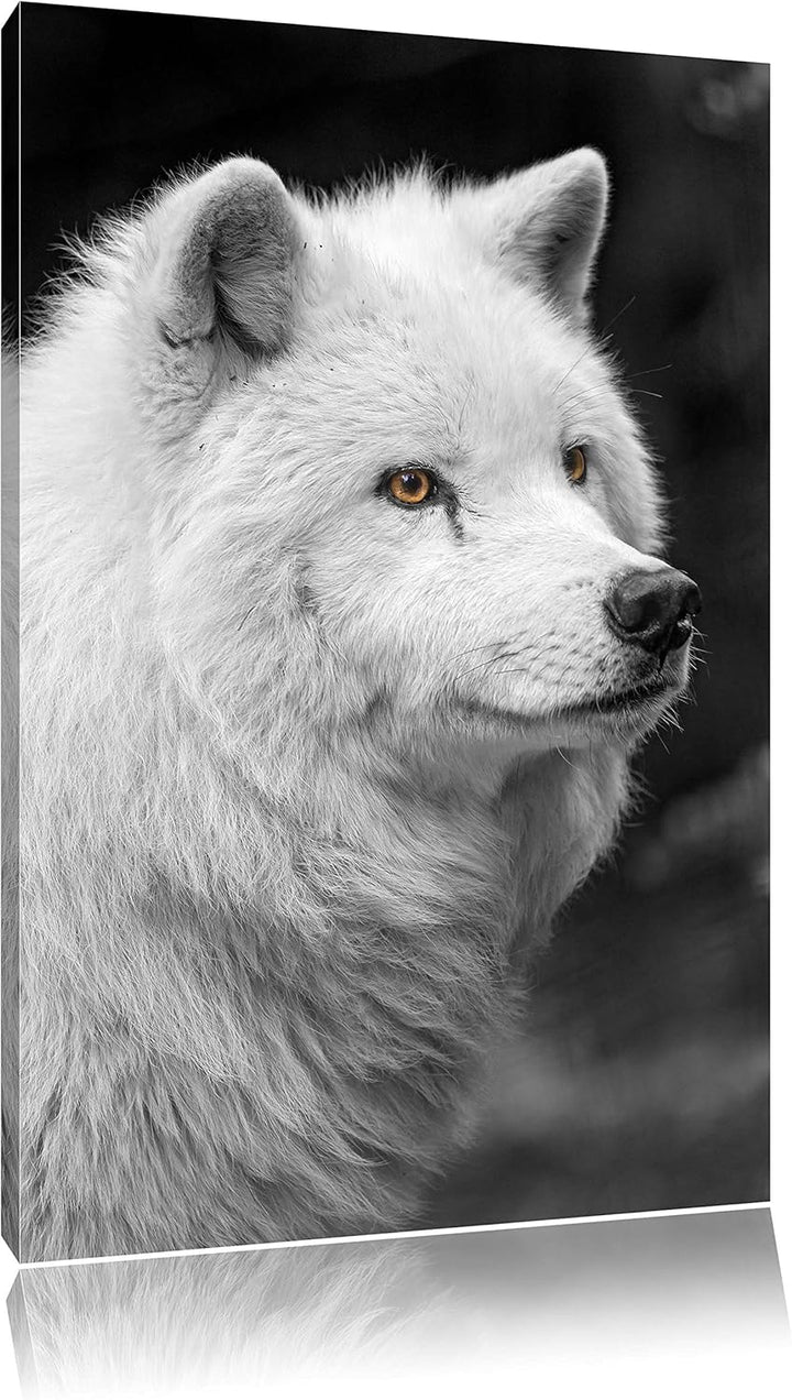 prächtiger Polarwolf schwarz/weiss auf Leinwand, XXL riesige Bilder fertig gerahmt mit Keilrahmen, K