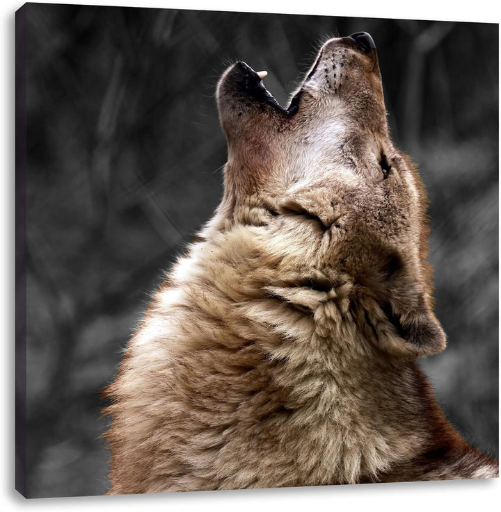 Pixxprint Anmutiger Heulender Wolf schwarz/weiss, Format: 70x70 auf Leinwand, 70x70