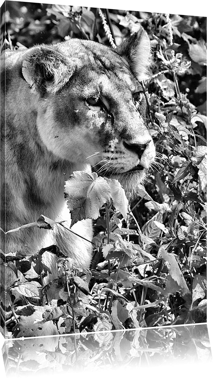 Monocrome, wachsame Löwin, Format: 100x70 auf Leinwand, XXL riesige Bilder fertig gerahmt mit Keilra