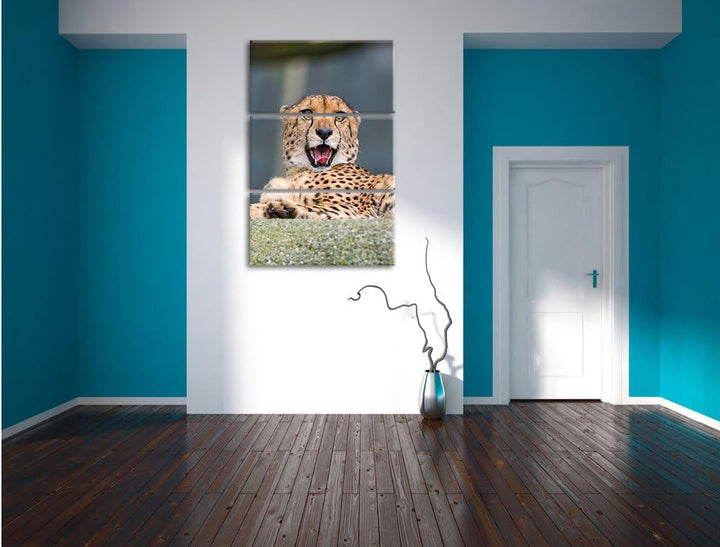 Pixxprint gähnender Gepard als Leinwandbild/Grösse: 3 Teilig (120x80) cm/Wandbild/Kunstdruck/fertig