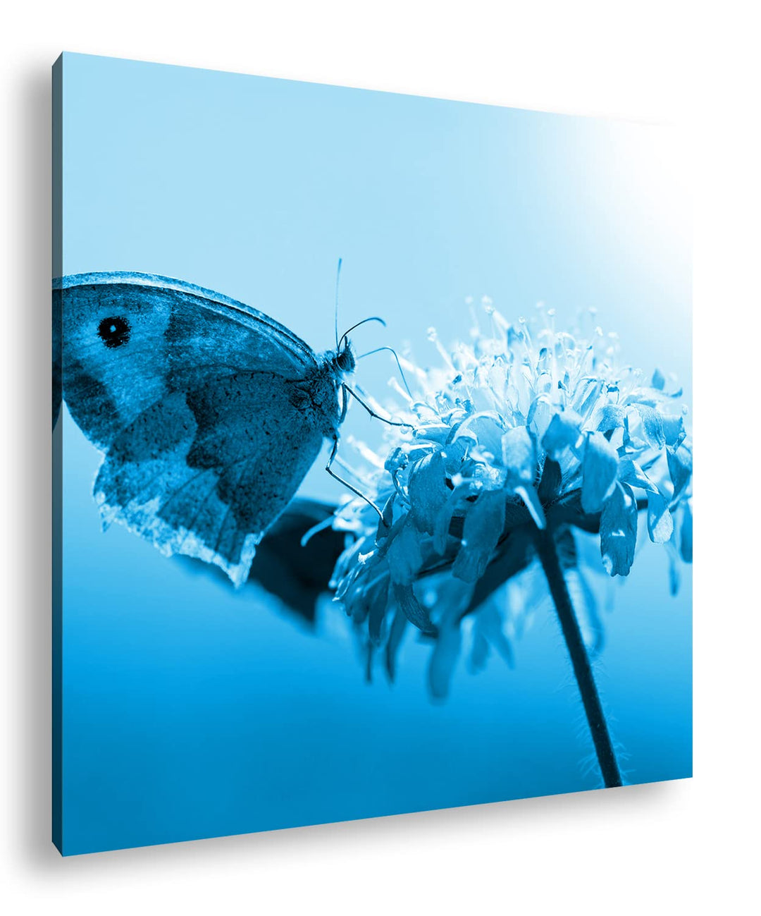 deyoli Kleiner Falter auf Violetter Blume Format: 60x60 Effekt: Monocrome Blau als Leinwandbild, Mot