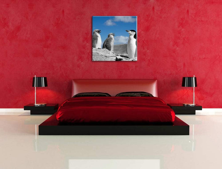 süsse Pinguine schwarz/weiss, Format: 70x70 auf Leinwand, XXL riesige Bilder fertig gerahmt mit Keil