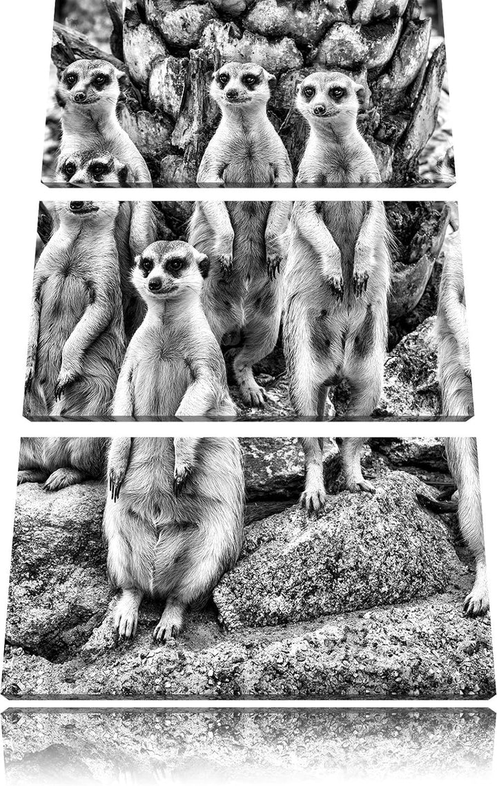 Pixxprint Lustige Erdmännchen als Leinwandbild/Grösse: 3 Teilig (120x80) cm/Wandbild/Kunstdruck/fert
