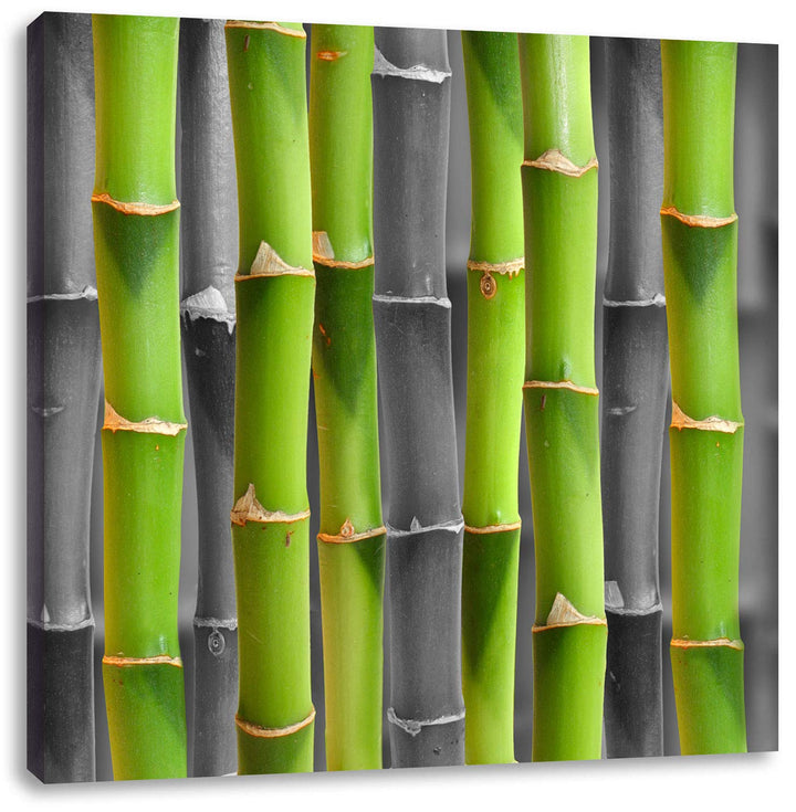 Pixxprint frischer grüner Bambus als Leinwandbild/Grösse: 70x70 cm/Wandbild/Kunstdruck/fertig bespan
