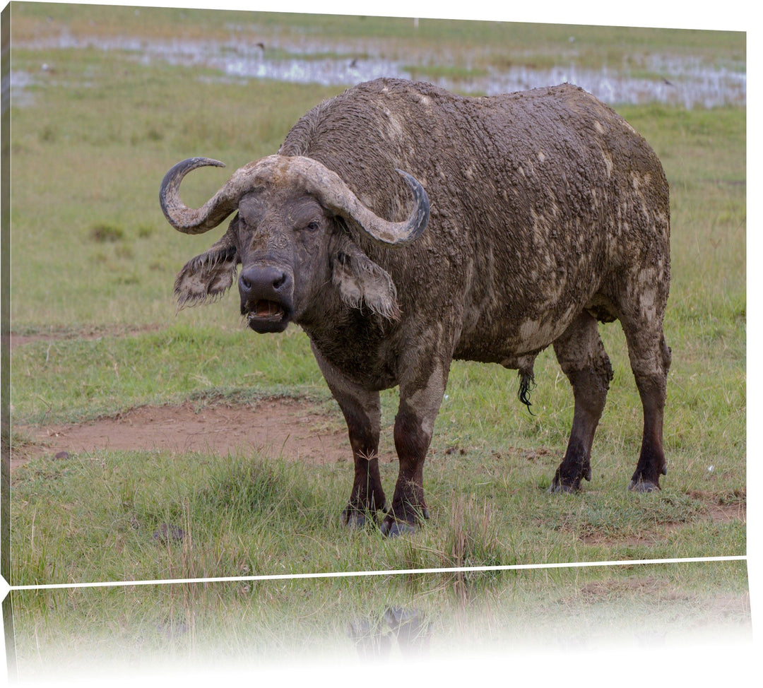 Schlamm verschmierter Kaffernbüffel Leinwand, XXL riesige Bilder fertig gerahmt mit Keilrahmen, Kuns