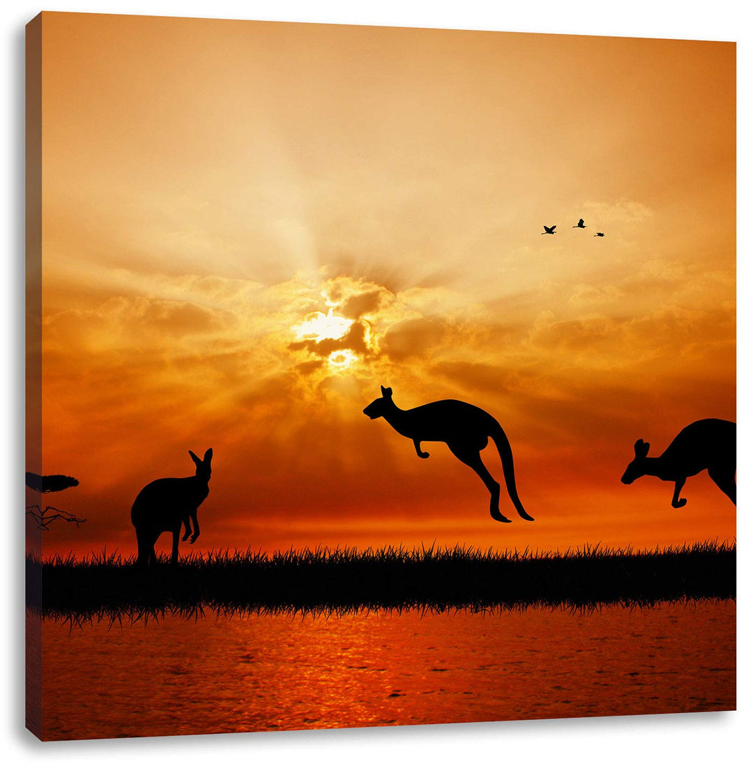 Kängurus im Sonnenlicht, Format: 70x70 auf Leinwand, XXL riesige Bilder fertig gerahmt mit Keilrahme
