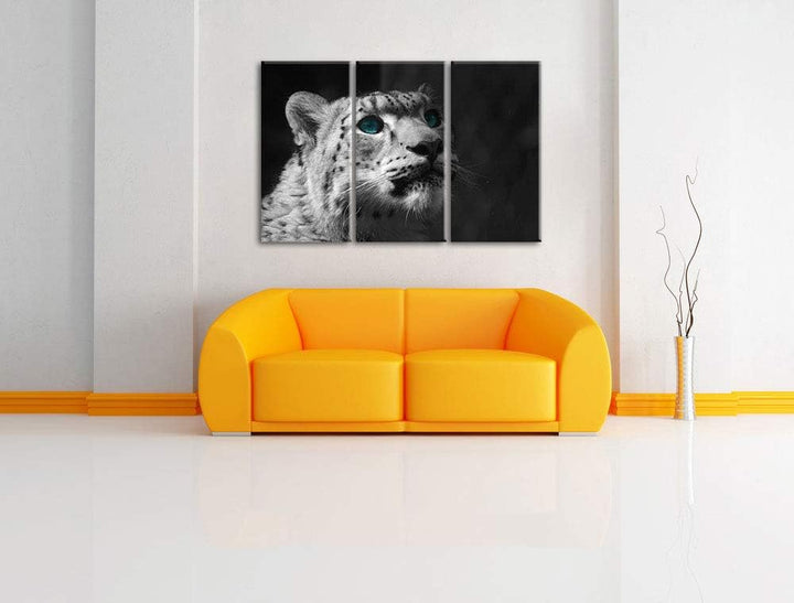 Anmutiger Schneeleopard Blaue Augen schwarz/weiss 3-Teiler Leinwandbild 120x80 Bild auf Leinwand, XX