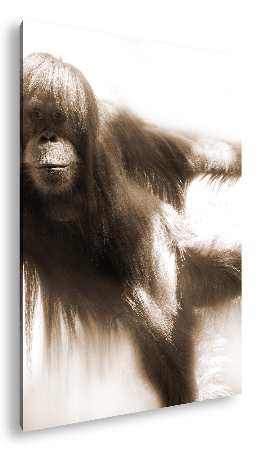 deyoli lustiger Schimpanse Format: 100x70 Effekt: Sepia als Leinwandbild, Motiv fertig gerahmt auf E
