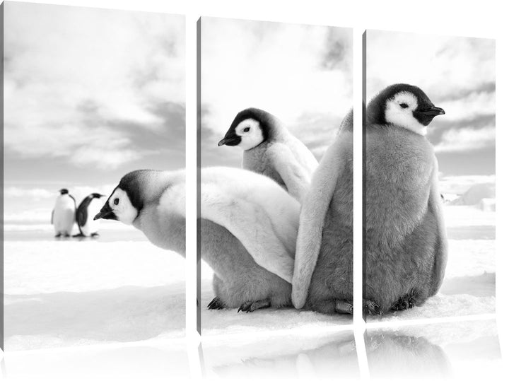 Pixxprint Kaiserpinguin Gruppe als Leinwandbild/Grösse: 3 Teilig (120x80) cm/Wandbild/Kunstdruck/fer
