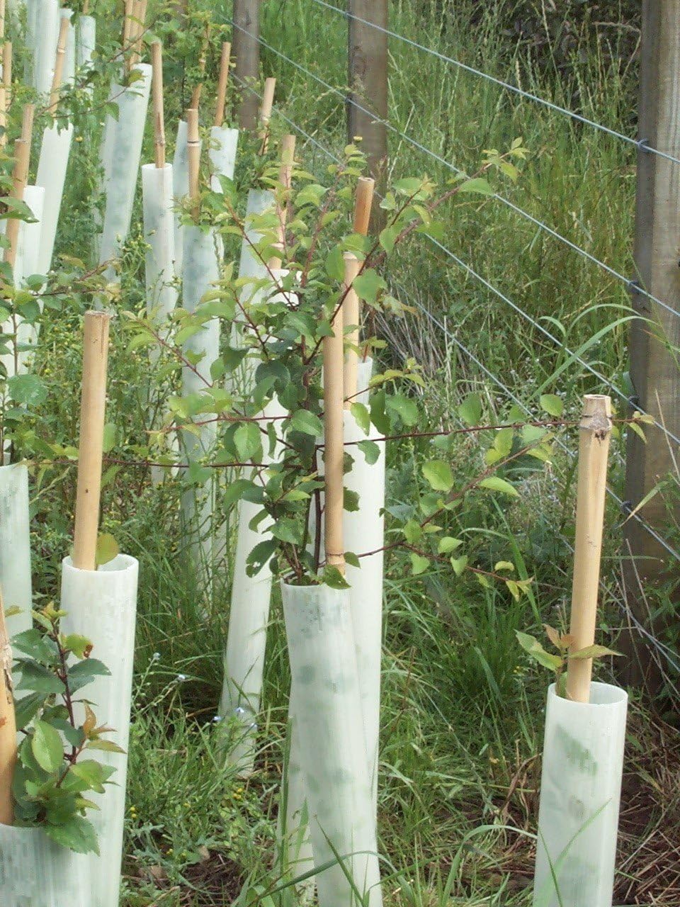 Tubex Easywrap Obstbaumschutz, Wuchshülle und Verbissschutz speziell für Obstbäume, 60cm Höhe. Ø 50-