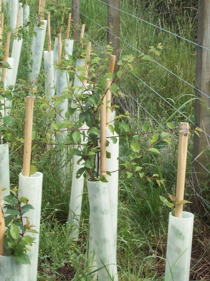 Tubex Easywrap Obstbaumschutz, Wuchshülle und Verbissschutz speziell für Obstbäume, 60cm Höhe. Ø 50-