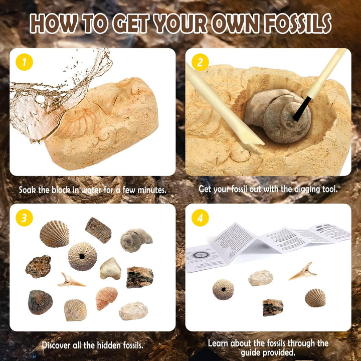 Byncceh Fossilien Ausgrabungs-Set Fossilienausgrabungsstätte Ausgrabungsset für Kinder 12 echte Foss