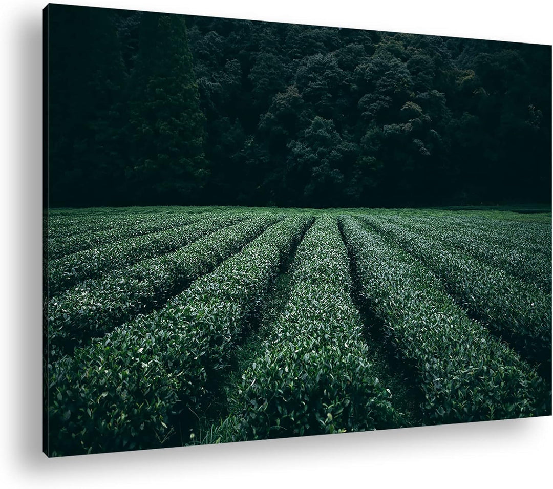 deyoli Tee Feld Format: 80x60 als Leinwandbild, Motiv fertig gerahmt auf Echtholzrahmen, Hochwertige